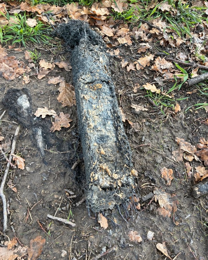 Tree Roots In An Old Drain Line — Kerfoot Plumbing